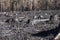 Burned zone with closeup of black stumps in sunlight after forest fire