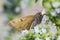 Burnet Companion moth Euclidia glyphica