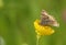 A Burnet Companion Moth, Euclidia glyphica, nectaring from a Buttercup flower in spring.