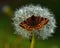 Burnet Companion Moth Euclidia glyphica perching