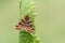 A Burnet Companion Moth, Euclidia glyphica, perching on a leaf in spring.