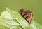 A Burnet Companion Moth, Euclidia glyphica, perching on a leaf in spring.