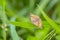 Burnet companion moth, Euclidia glyphica, resting in a field