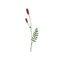 Burnet plant. Wild flower of Sanguisorba hakusanensis with stem and leaf. Botanical drawing of field blooming herb