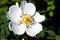 Burnet rose flower