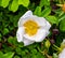 Burnet Rose (Rosa spinosissima), flowering