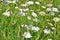 Burnet Saxifrage - Pimpinella saxifraga, Norfolk, England