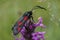 The burnet species (Zygaena spec.) or maybe called forester moths