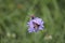 The burnet species Zygaena spec. or maybe called forester moths