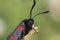 Burnett moth face close up