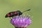 Burnett moth on southampton common