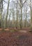 Burnham Beeches