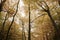 Burnham Beeches, UK - 7 November 2016: Canopy Of Autumn Trees At Burnham Beeches In Buckinghamshire