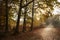 Burnham Beeches, UK - 7 November 2016: Road Through Autumn Trees At Burnham Beeches In Buckinghamshire