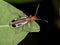 Burning Blister Beetle