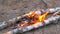 Burning bonfire in forest camping among birch firewood trunks, closeup view.