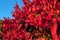 Burning Bush with bright red leaves during Autumn