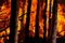 Burning bush and trees in wildfire. A wildfire is an unplanned fire in a natural area