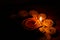Burning Diwali Diya lights during the festival of lights