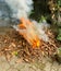 burning dry leaf waste with big fire