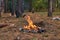 Burning fire. The bonfire burns in the forest. Texture of burning fire. Bonfire for cooking in the forest. Burning dry branches. T