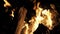 Burning Fire in natural fireplace in SLOW MOTION HD VIDEO. Branches of conifer tree burns in wild flames