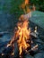 Burning firewood in a fire. Bright fire. Tongues of flame of orange color