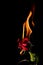 The Burning flower