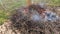 Burning leaves and branches in the garden after pruning fruit trees.