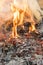 Burning leaves. Fire in the forest. Harmful smoke from burning leaves. vertical photo