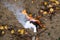 Burning paper on the ground among autumn leaves. Selective focus