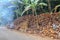 Burning pile of coconut husks among banana trees. Brown shells of coconuts along the road. Coconut fiber ideal fuel for barbecue