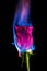 Burning rose