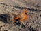 Burning tumbleweed at Aralcum desert as a bed of former Aral sea, Karakalpakstan, uzbekistan