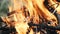 Burning wood, campfire macro video. Hot fireplace full of wood