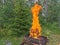 Burning wood, stacked woodpile, against the background of the forest