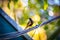 Burnished-buff tanager Tangara Cayana AKA Saira Amarela bird standing on a wire in Brazil`s countryside