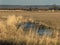 Burns, Oregon Countryside with Sandhill Cranes Feeding