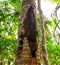 Burnt bark on a palm tree in a park