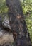 Burnt Bark on a Tree Showing Wildfire Damage