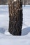 Burnt birch trunk in a city park covered with snow