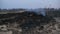 Burnt black field. A lot of smoke around. Special arson of grass. Ecological catastrophy