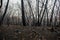 Burnt black trees damaged by severe wildfire. Bushfire. Forest fire