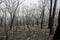 Burnt black trees damaged by severe wildfire. Bushfire. Forest fire