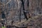 Burnt black trees damaged by severe wildfire. Bushfire. Forest fire