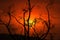 Burnt and blackened branches after bush fires in Australia