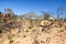 Burnt bush land after a bushfire near Pringle Bay, located along Route 44 in the eastern part of False Bay