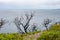 Burnt bush in Western Australia after dangerous wildfires