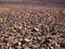 BURNT DOWN GRASSLAND ON SOUTH AFRICAN HIGHVELD WITH ROCKS AND BLACK-STICK LILIES