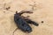 Burnt Driftwood on Maitland Bay Beach